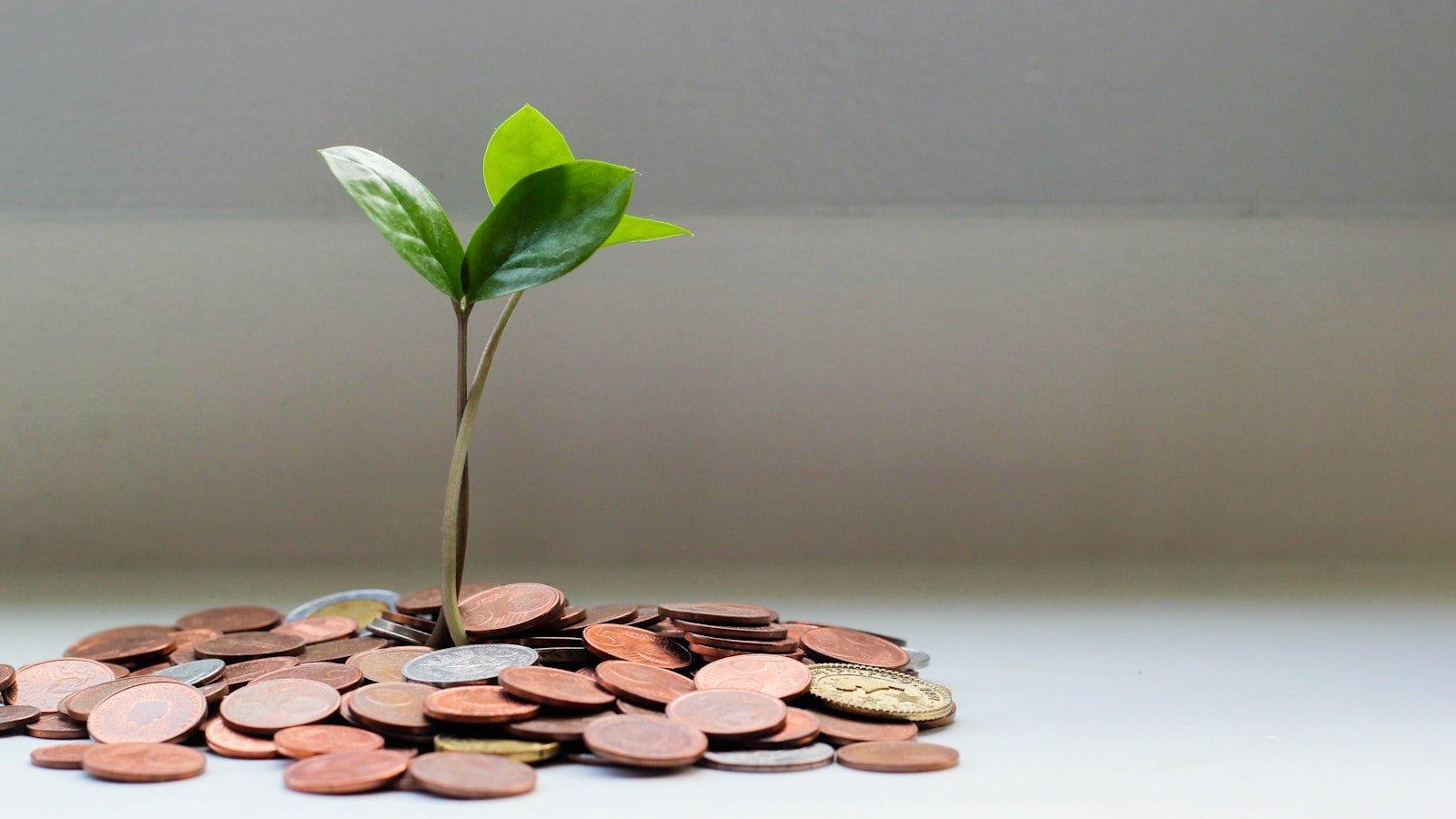 Plant growing from coins illustrating credit card interest in Canada