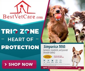 Best Vet Care